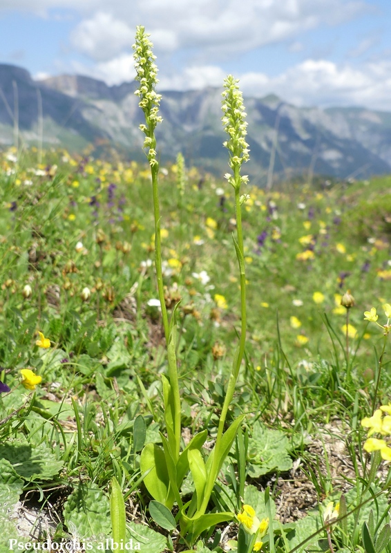 La Nigritella widderi nelle Dolomiti di Brenta.